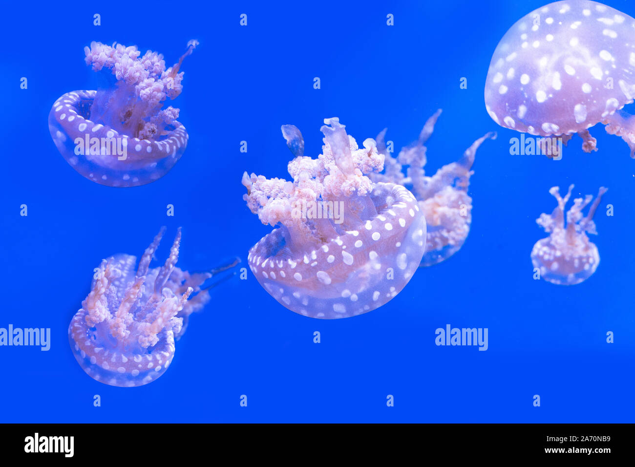 Spotted lagoon jellyfish. Spectacular jellyfish Stock Photo - Alamy