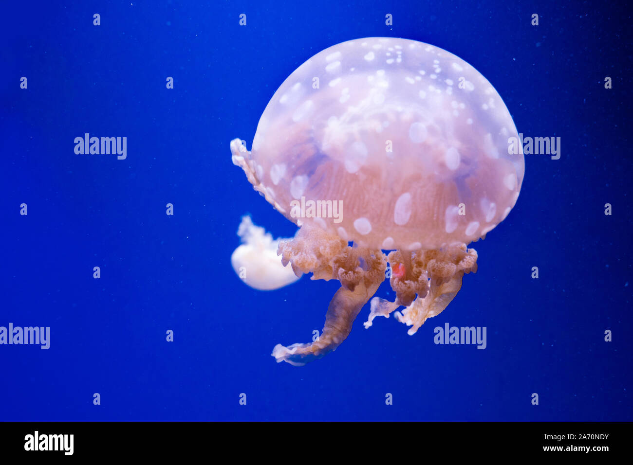 Spotted lagoon jellyfish. Spectacular jellyfish Stock Photo Alamy
