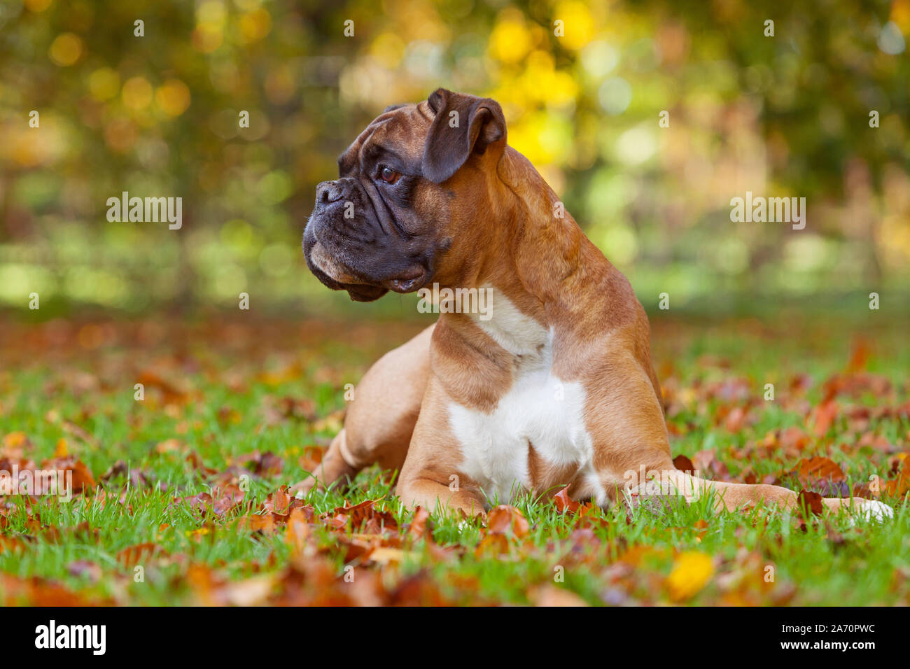 A female Boxer dog laying down outdoors among fallen leaves in autumn Stock Photo