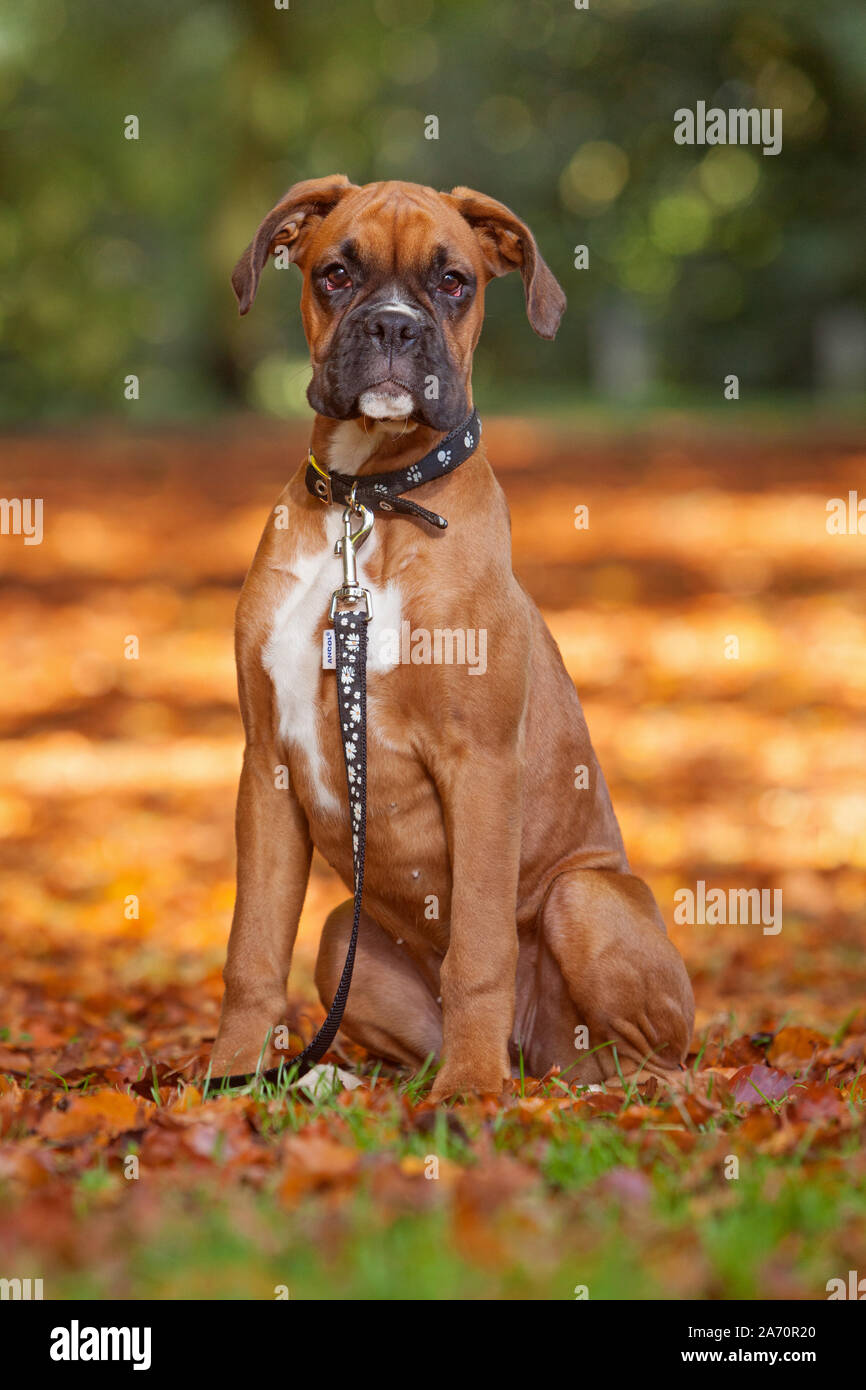 A female Boxer dog puppy outdoors among fallen leaves in autumn Stock Photo