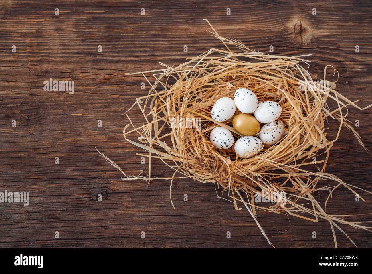 Bird nest with eggs and one golden egg, metamorphing for leadership and being unique. Stock Photo