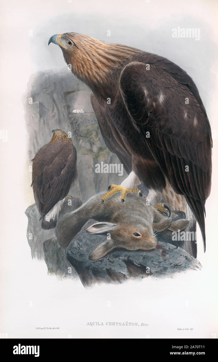 Golden Eagle.  Aquila chrysaetos.  After a work by English ornitholgist and bird artist John Gould, 1804 - 1881.  From his book The Birds of Great Britain, published 1873. Stock Photo