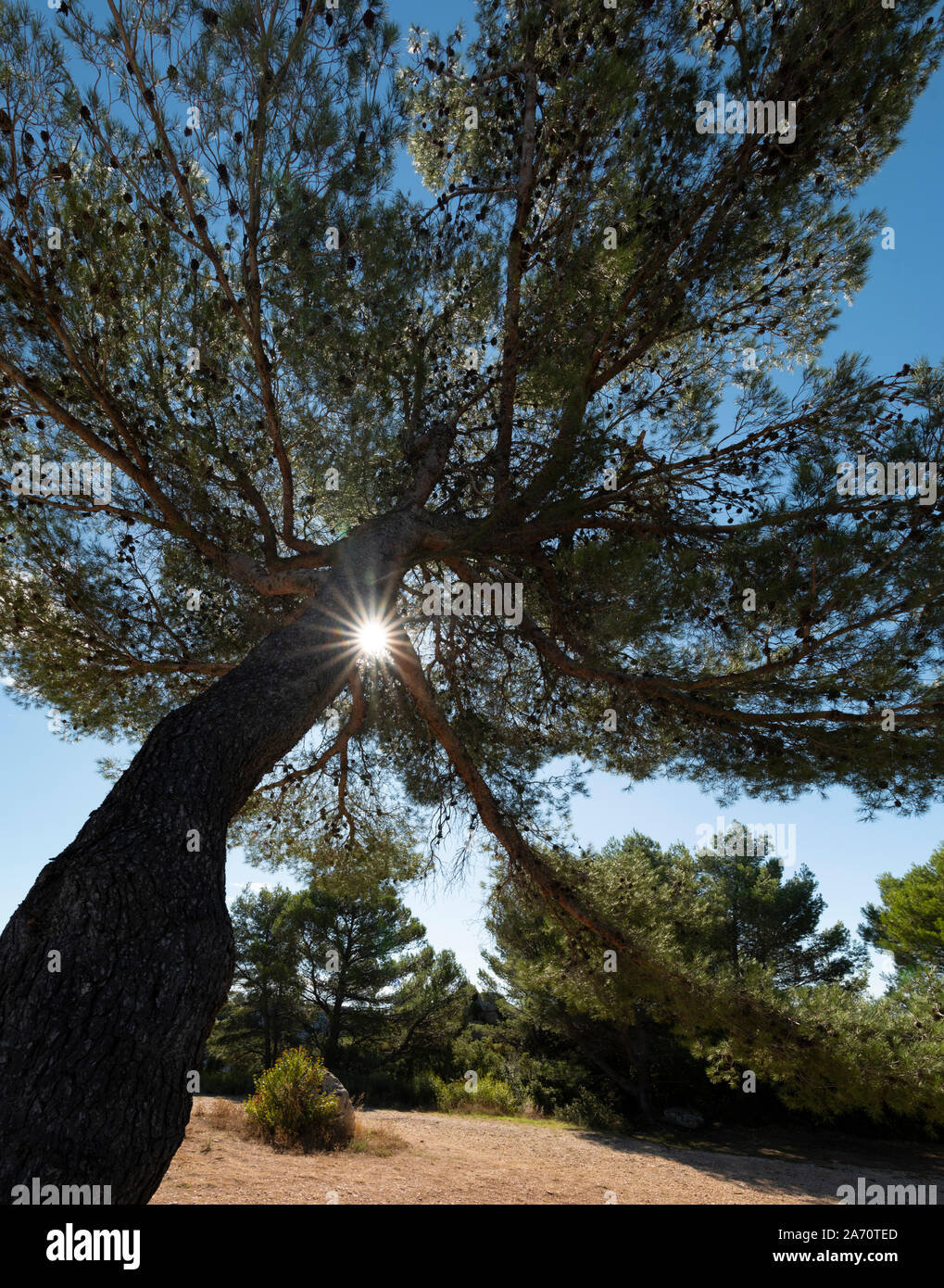 Sunlit tree on the Alpilles, Provence, France. Stock Photo