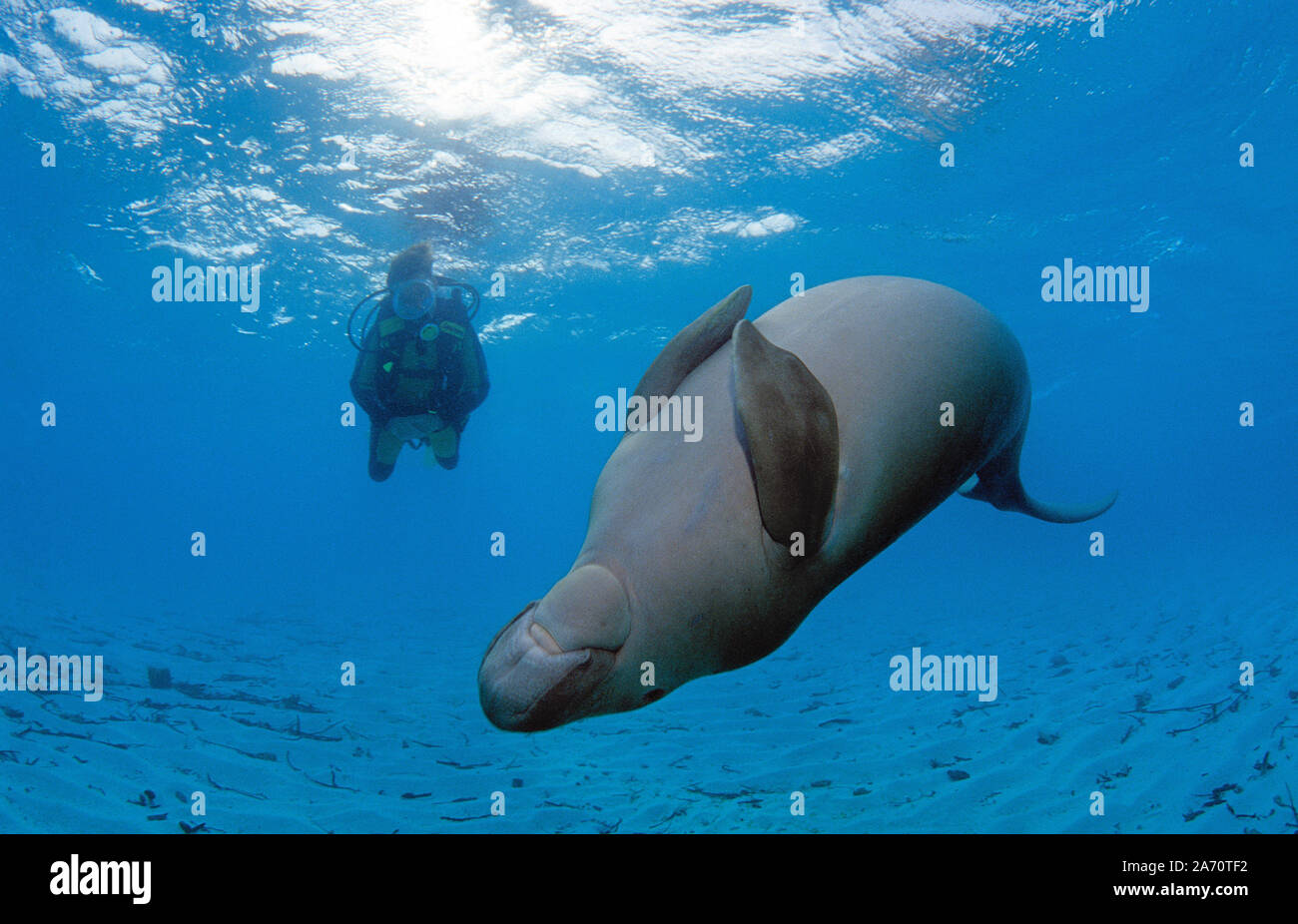 Scuba diver with Dugong (Dugong dugon), Borneo, Malaysia Stock Photo