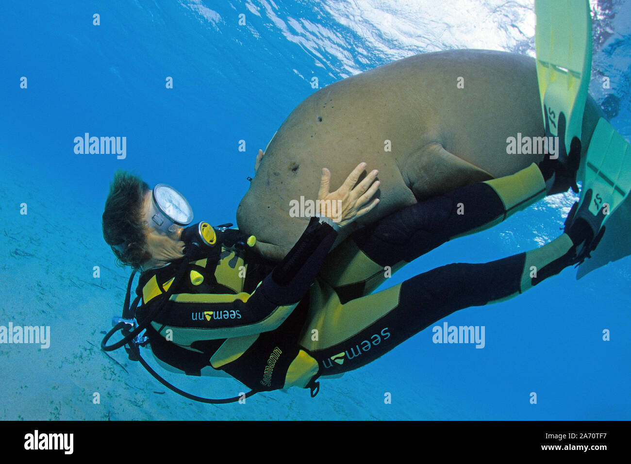 Taucher und verspielter Dugong, Gabelschwanzseekuh (Dugong dugon), Borneo, Malaysia | Scuba diver with Dugong (Dugong dugon), playing together, Borneo Stock Photo