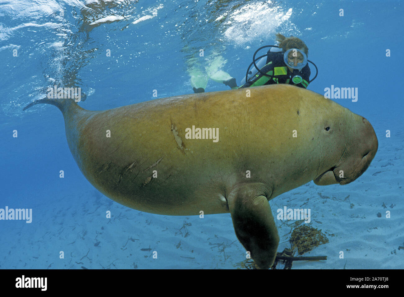Scuba diver with Dugong (Dugong dugon), Borneo, Malaysia Stock Photo