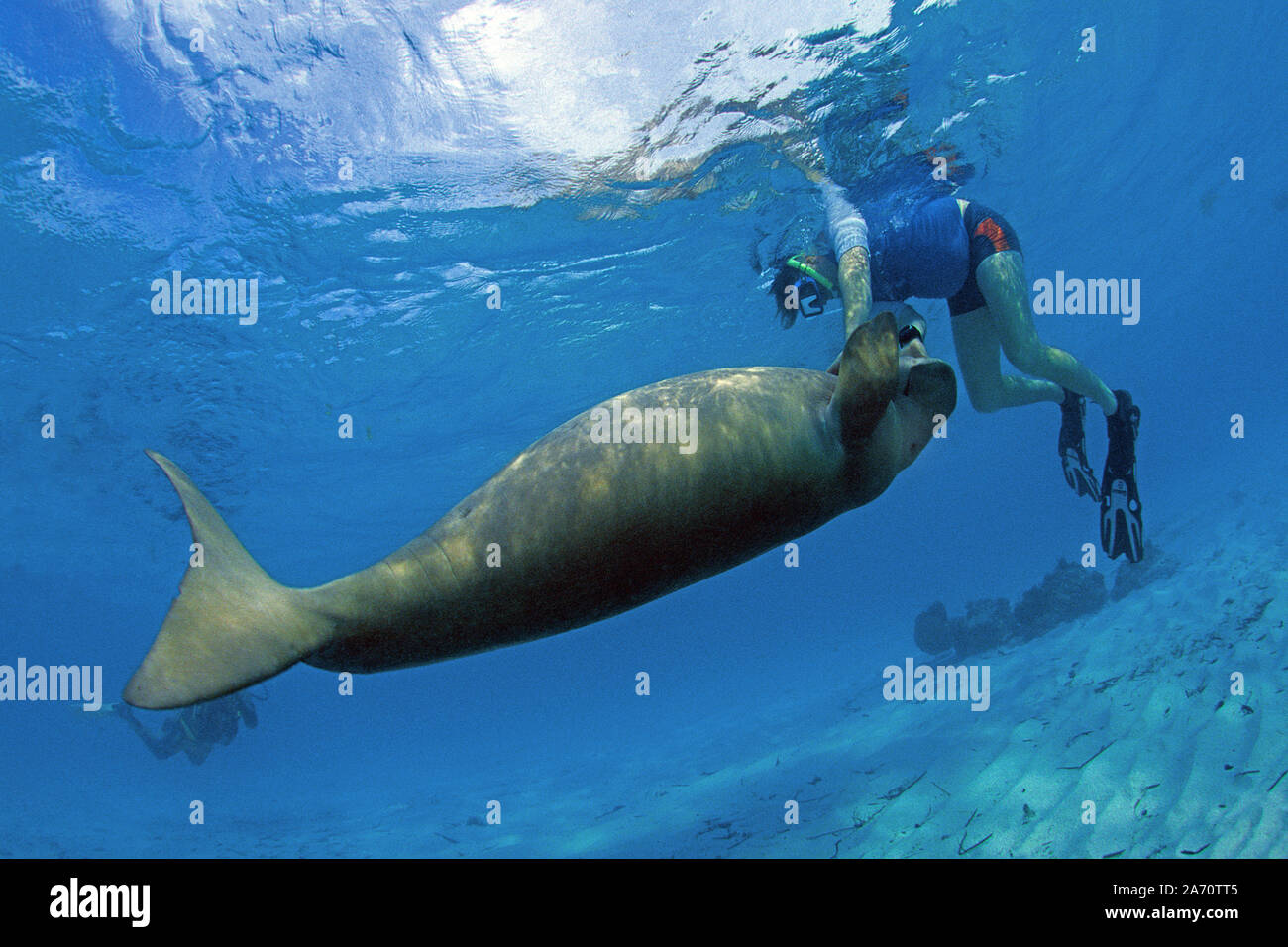 Snorkeller and Dugong (Dugong dugon), playing together, Borneo, Malaysia Stock Photo