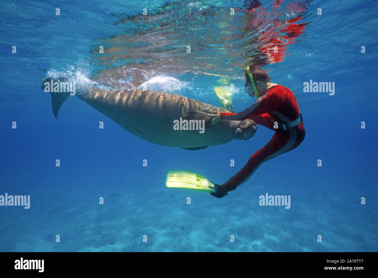 Snorkeller and Dugong (Dugong dugon), playing together, Borneo, Malaysia Stock Photo