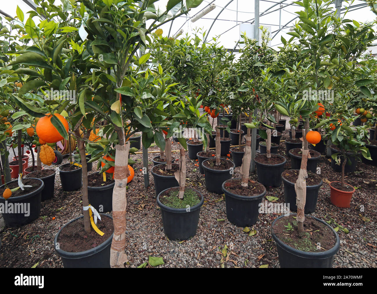 fruit trees with clementine and orange for sale Stock Photo