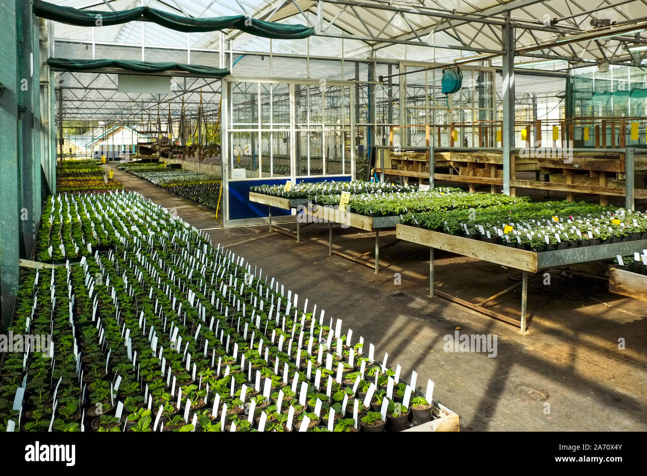 Trays of plants on sale inside a greenhouse glasshouse in a garden