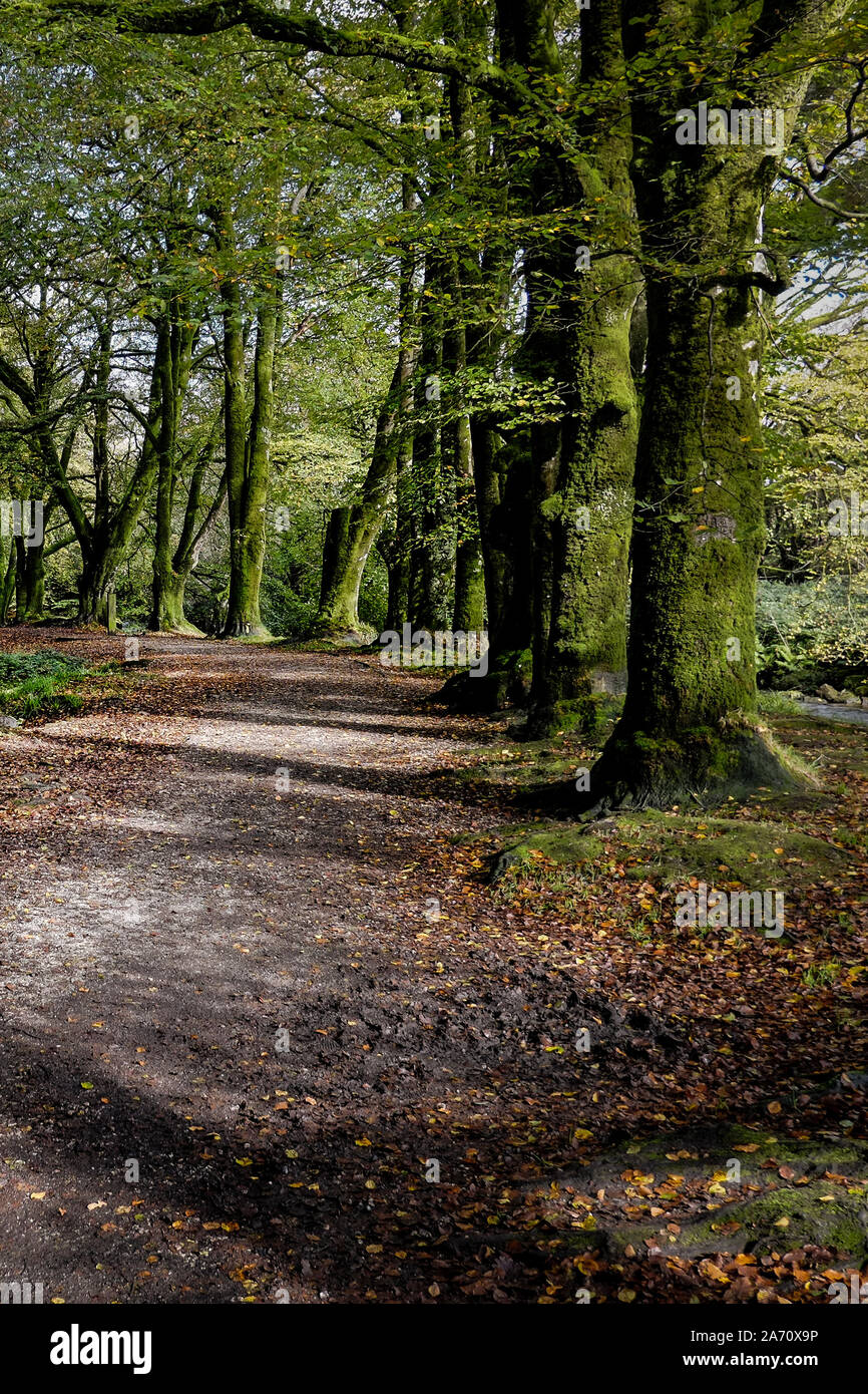 Beech trees Fagus sylvatica lining a path through the ancient woodland of Draynes Wood in Cornwall. Stock Photo