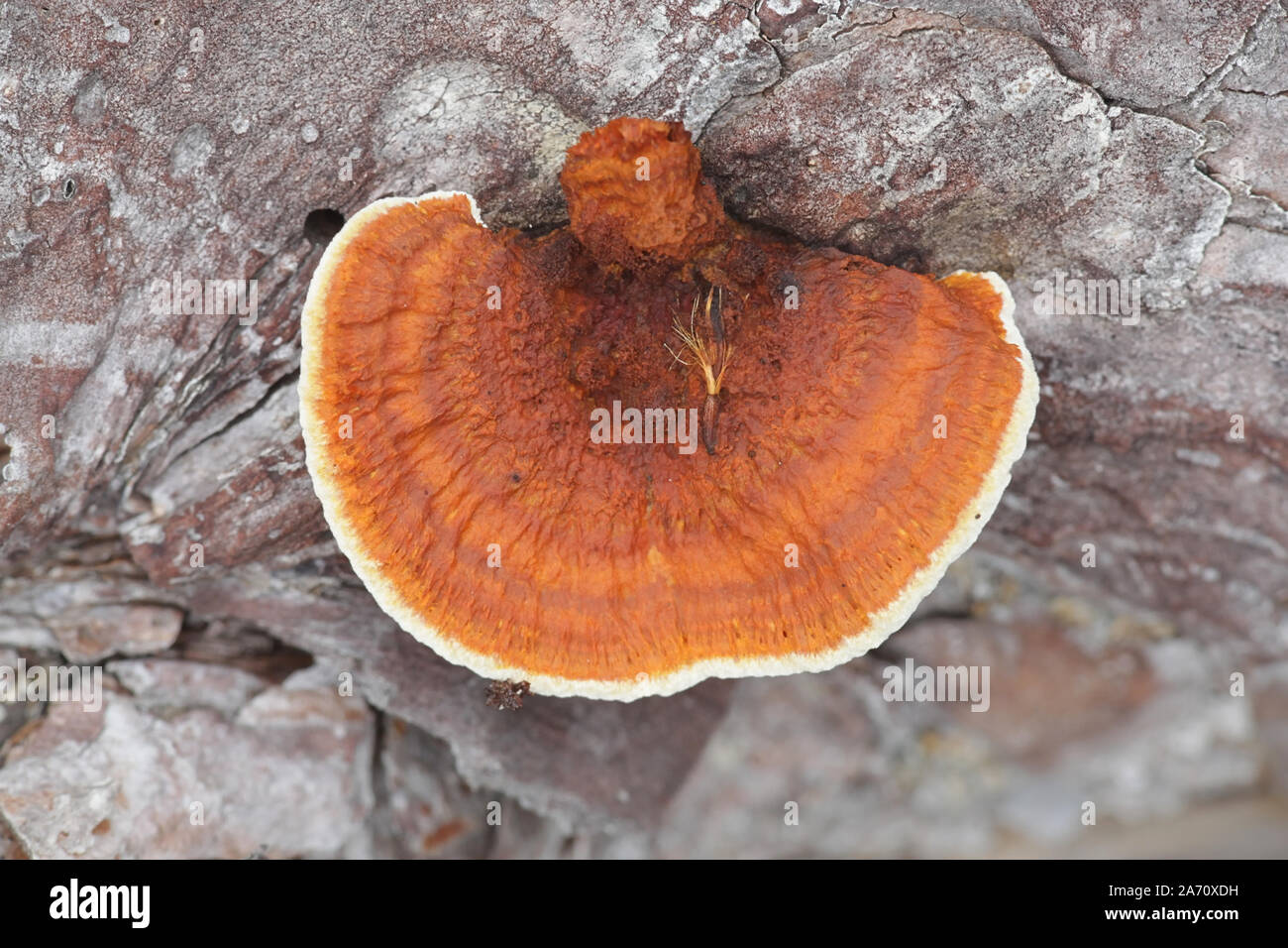 Gloeophyllum sepiarium, known as rusty gilled polypore or conifer mazgill, a bracket fungus from Finland Stock Photo