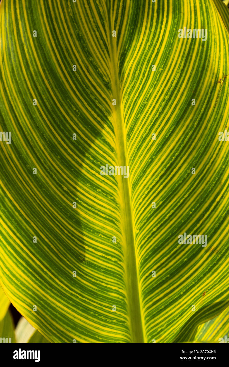 Striped leaf hires stock photography and images Alamy