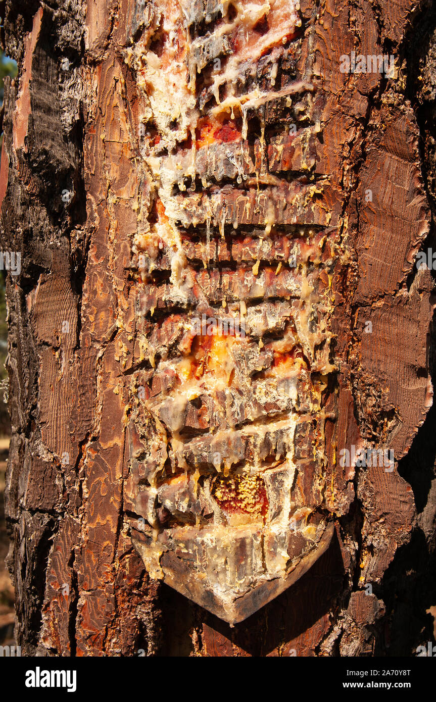 Harnessing resin Corsican pine Pinus pinaster, Pinewoods, Spain Stock Photo