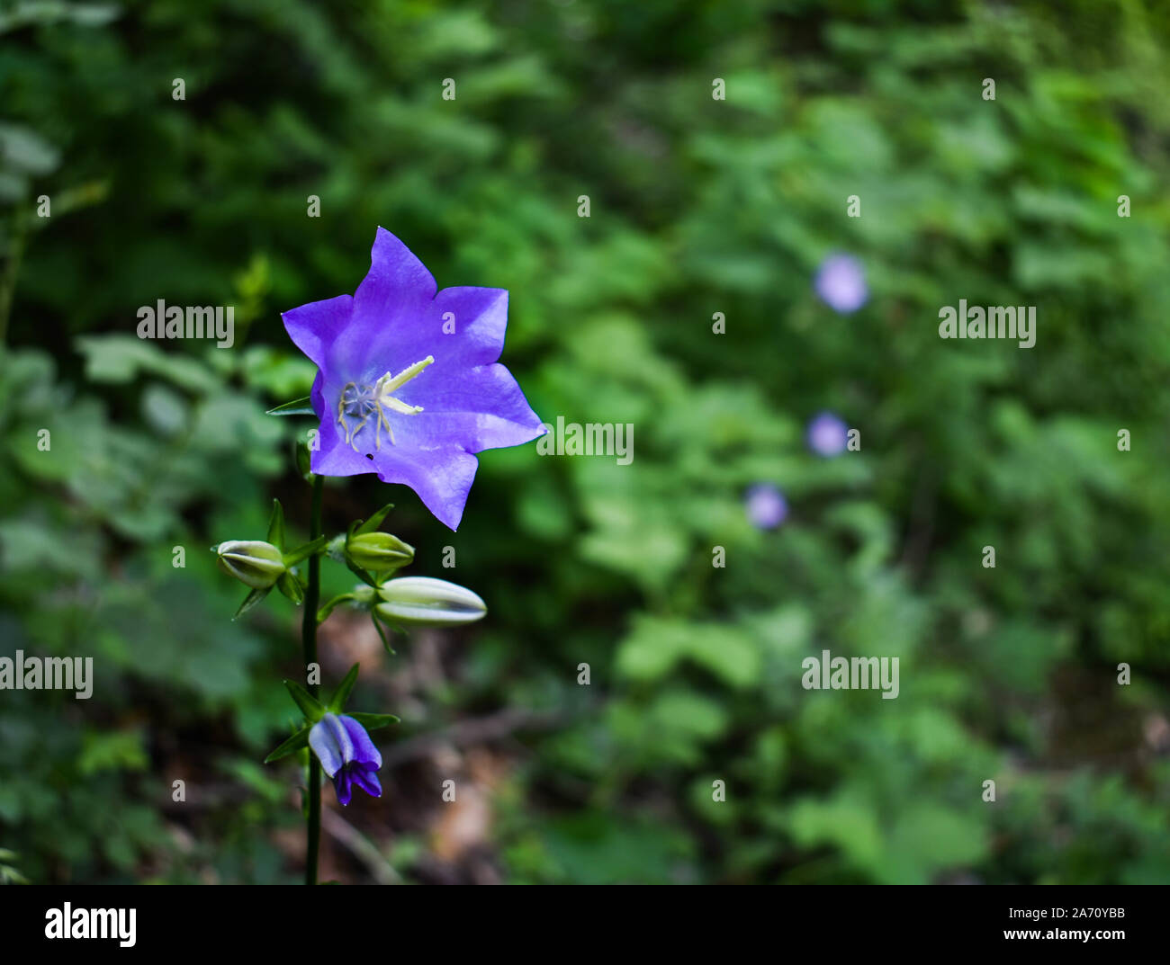 Blue wild forest flower with natural background. Stock Photo