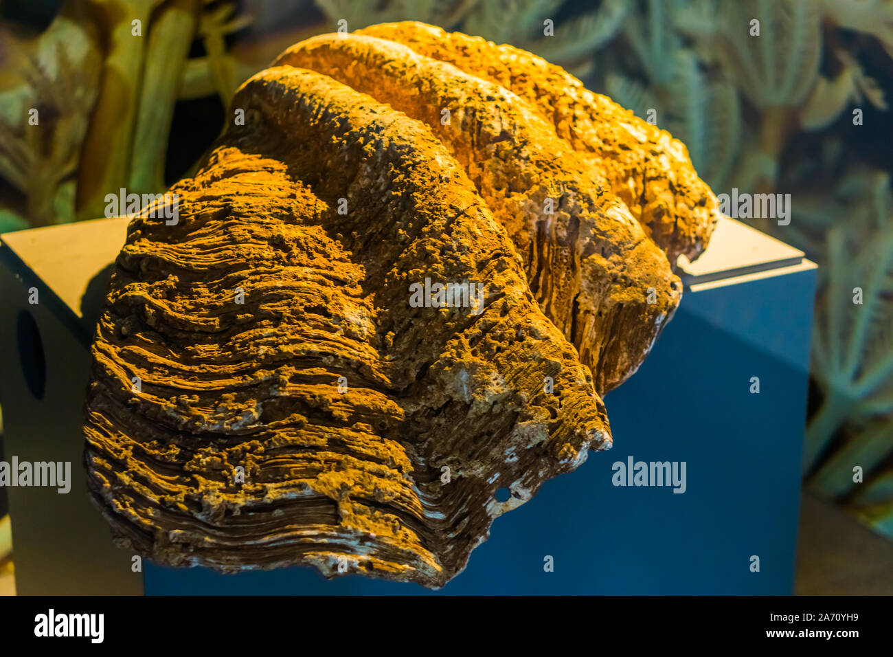 closeup of the shell of giant clam, worlds biggest bivalve specie Stock Photo