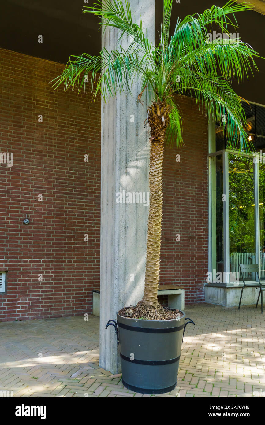 palm tree in a planter, popular home and garden decorative plants Stock