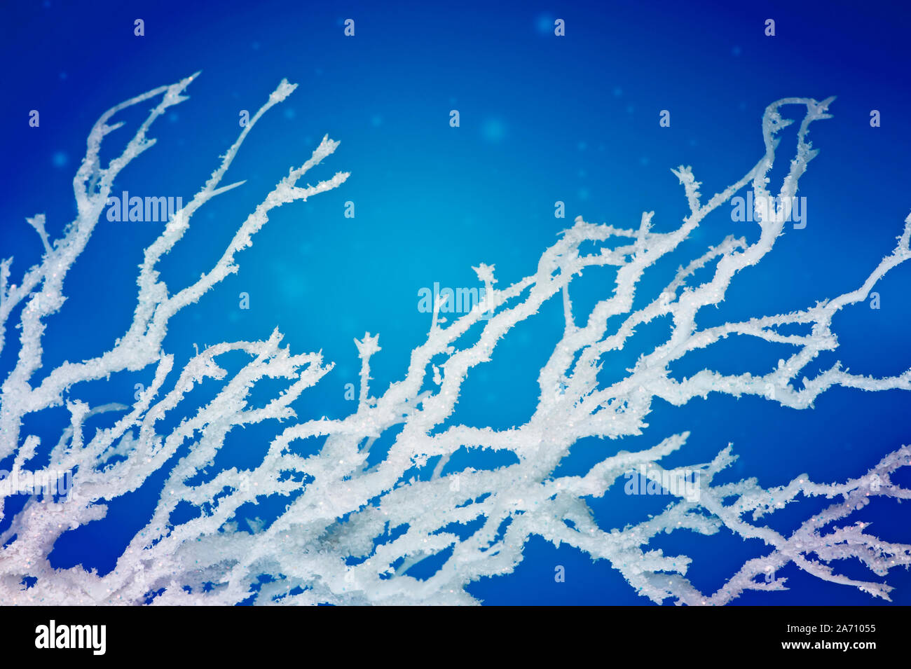 Winter tree branches on blue background Stock Photo