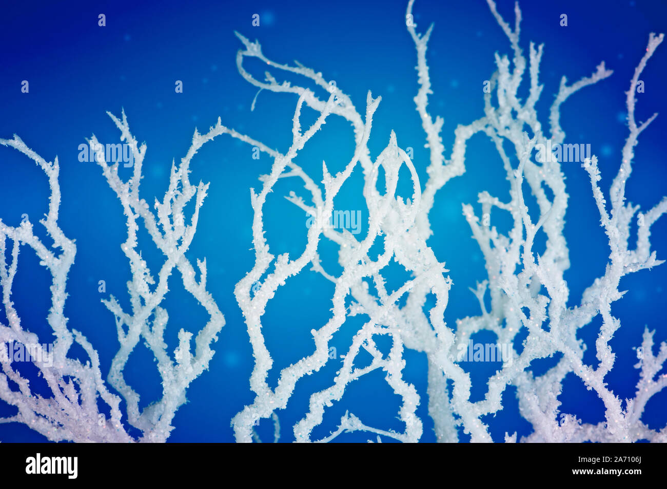 Winter tree branches on blue background Stock Photo