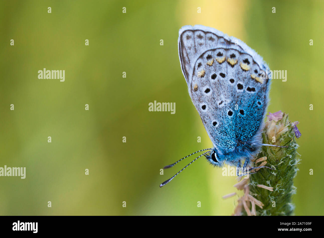 macro in summer spring field on background blue sky with sunshine and a flying butterfly, nature panoramic view. Summer natural landscape with copy sp Stock Photo