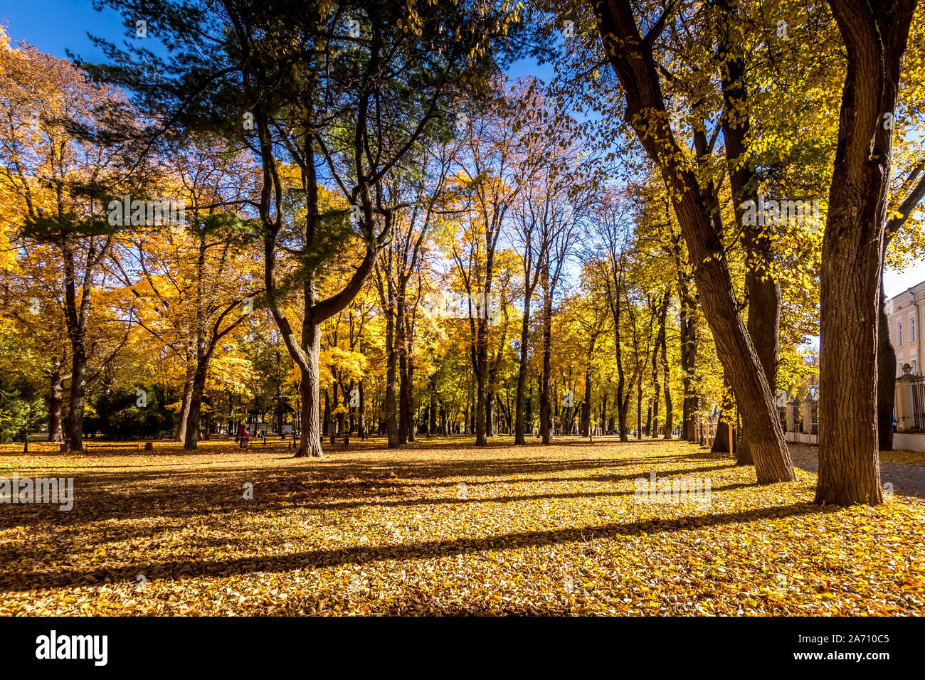 Yellow leaf fall in the park in golden autumn. Landscape with maples ...
