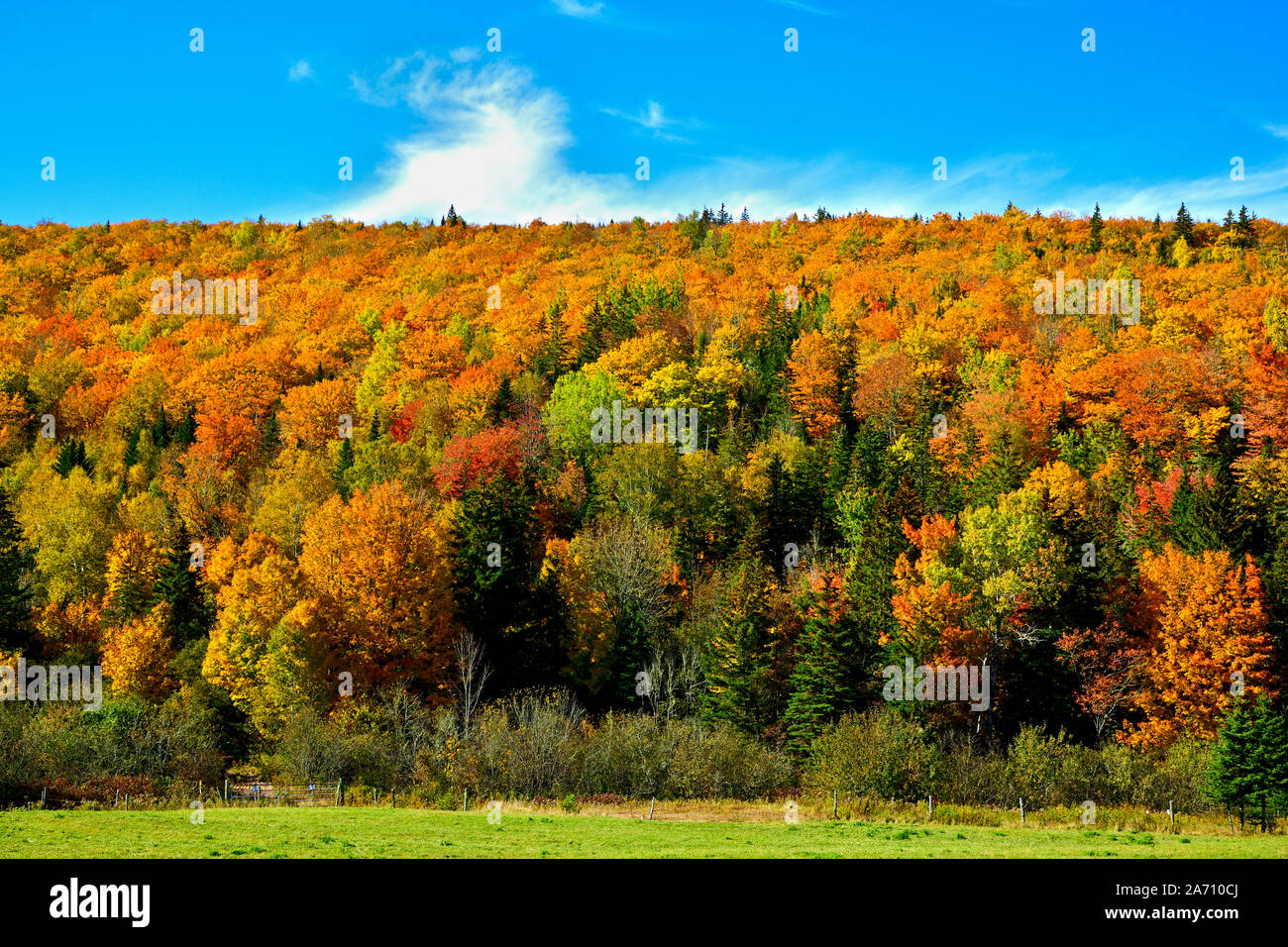 Deciduous hardwood hires stock photography and images Alamy