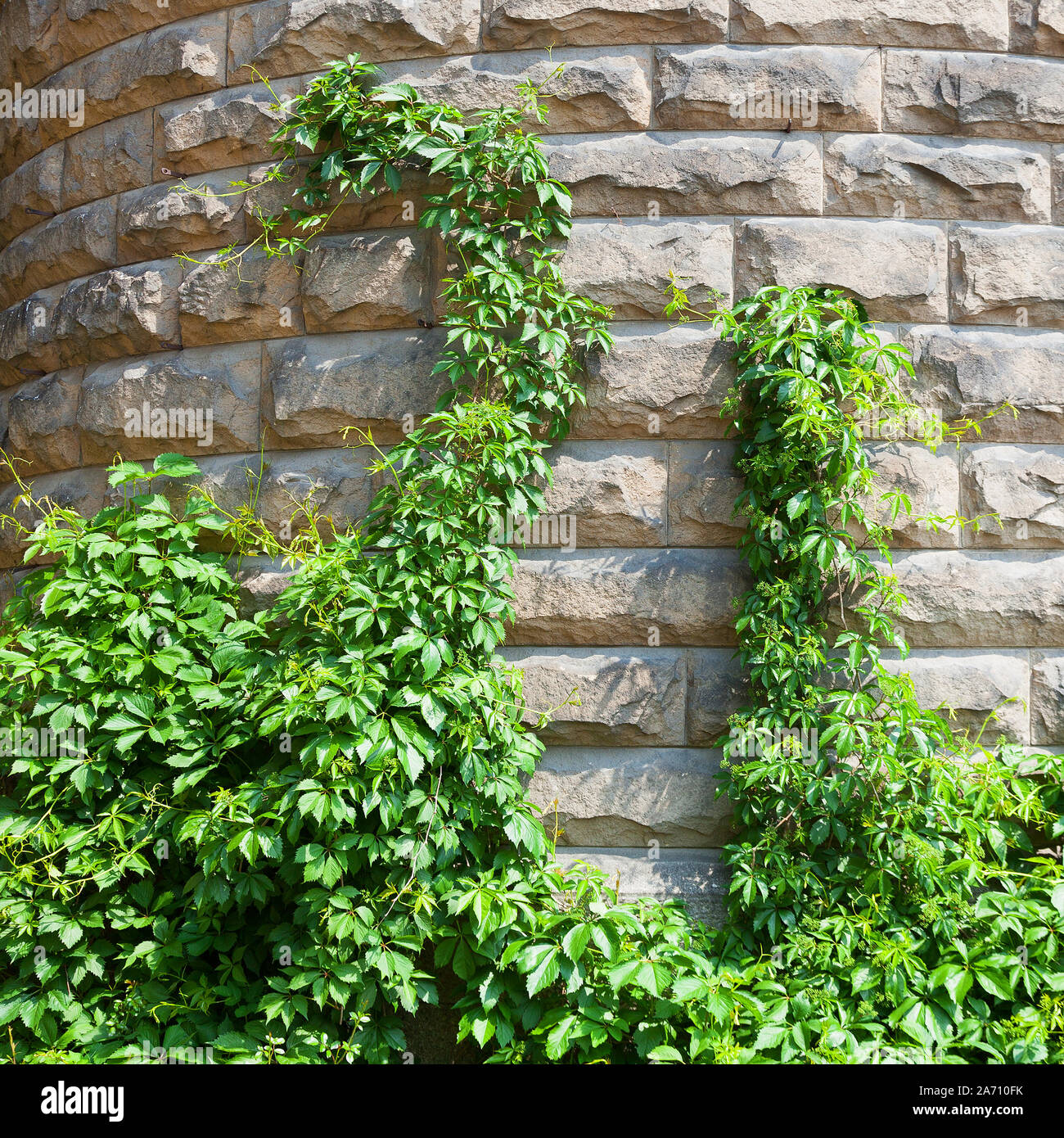 Natural background. A stone wall with green plants. Plants on the old ...