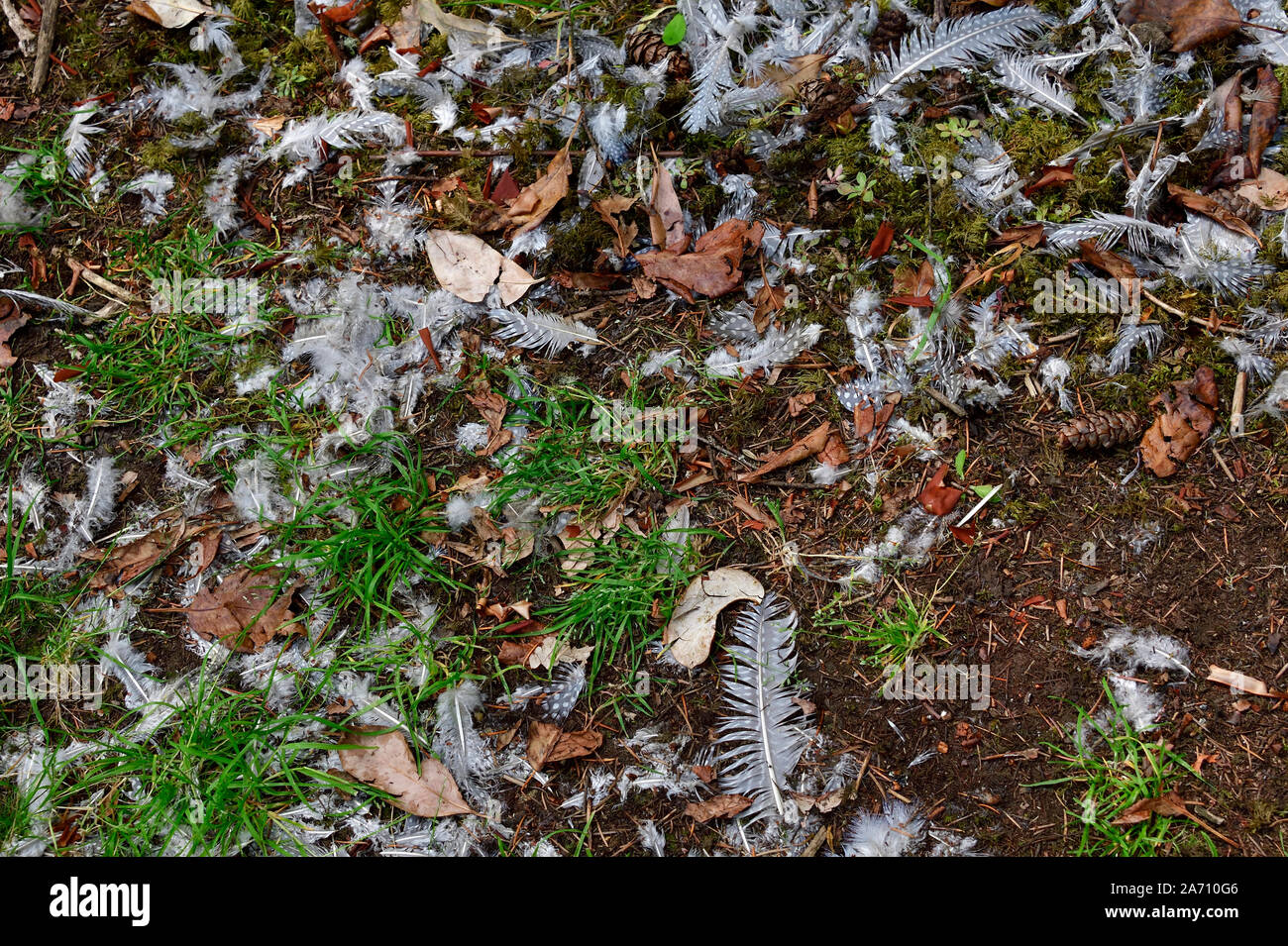 Bird feathers scattered around the surface of the ground in a rural area in Alberta Canada. Stock Photo