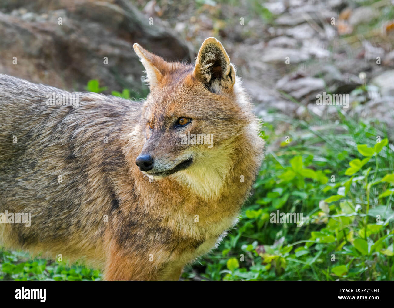 Close up portrait of golden jackal (Canis aureus) canid native to Southeast Europe and Asia Stock Photo