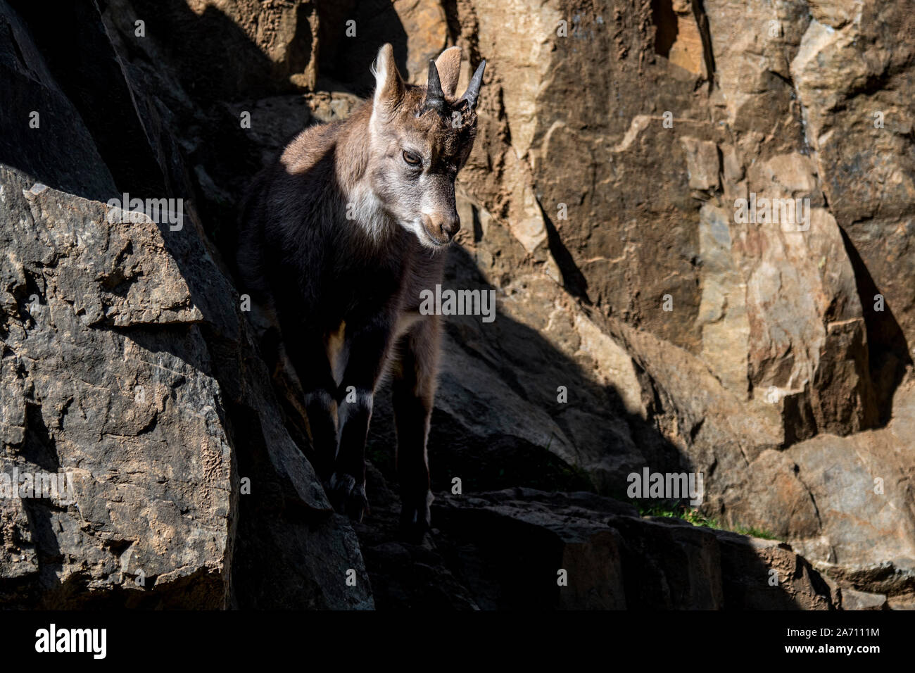 Alpine ibex (Capra ibex) kid / young with little horns on rock ledge in cliff face on mountain slope in autumn Stock Photo