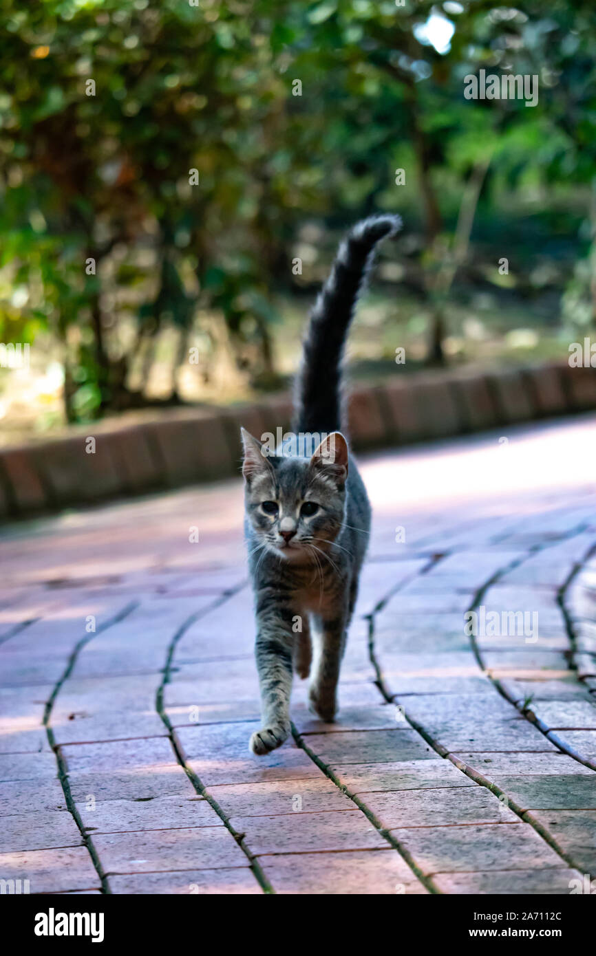 Wild cats in Cat Sanat Parki , cat park in Istanbul, Turkey. Wild little kitty running along the path Stock Photo