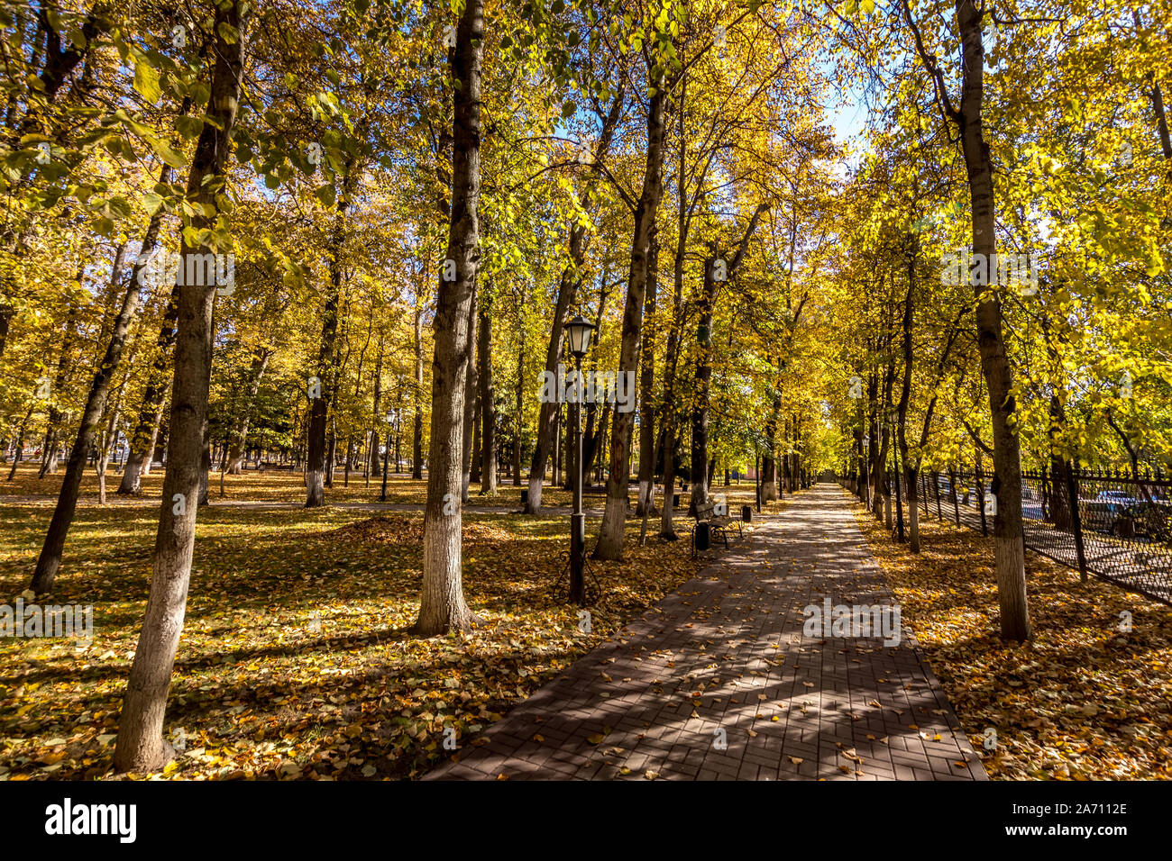 Yellow leaf fall in the park in golden autumn. Landscape with maples ...