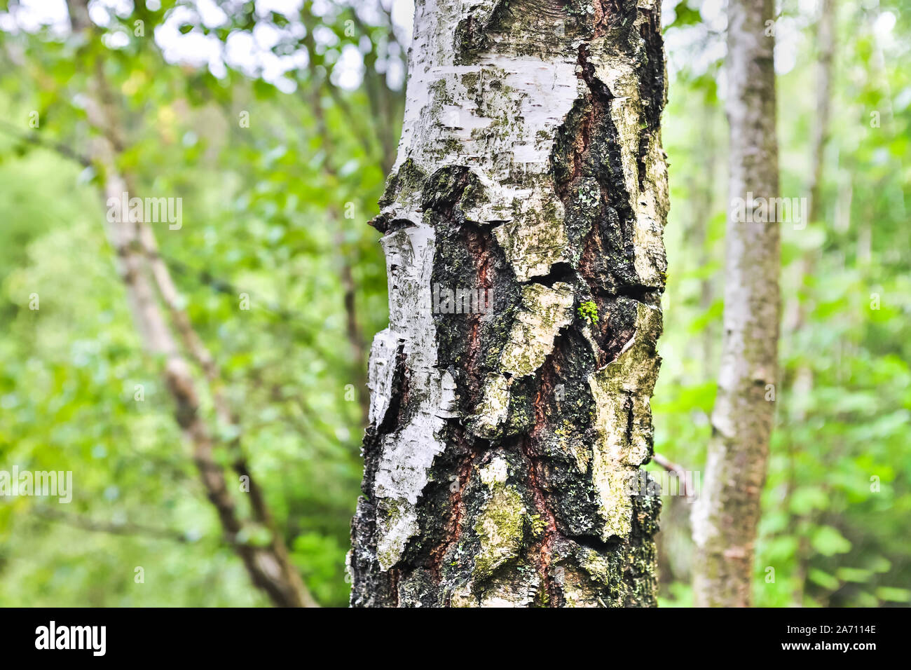 Birch trees in wild hi-res stock photography and images - Alamy