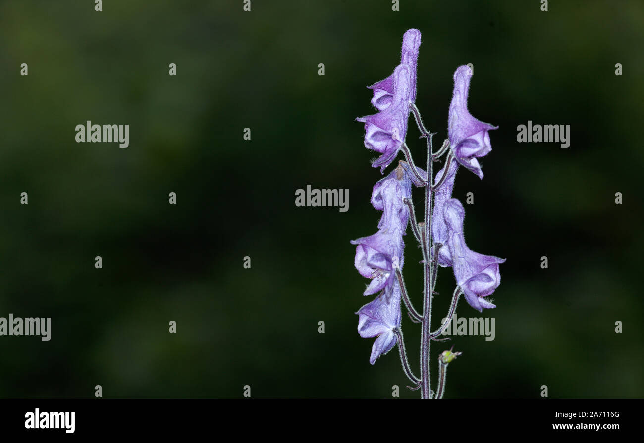 Close up of the purple flowers of the northern wolfsbane. Highly poisonous plant Aconitum lycoctonum. Stock Photo