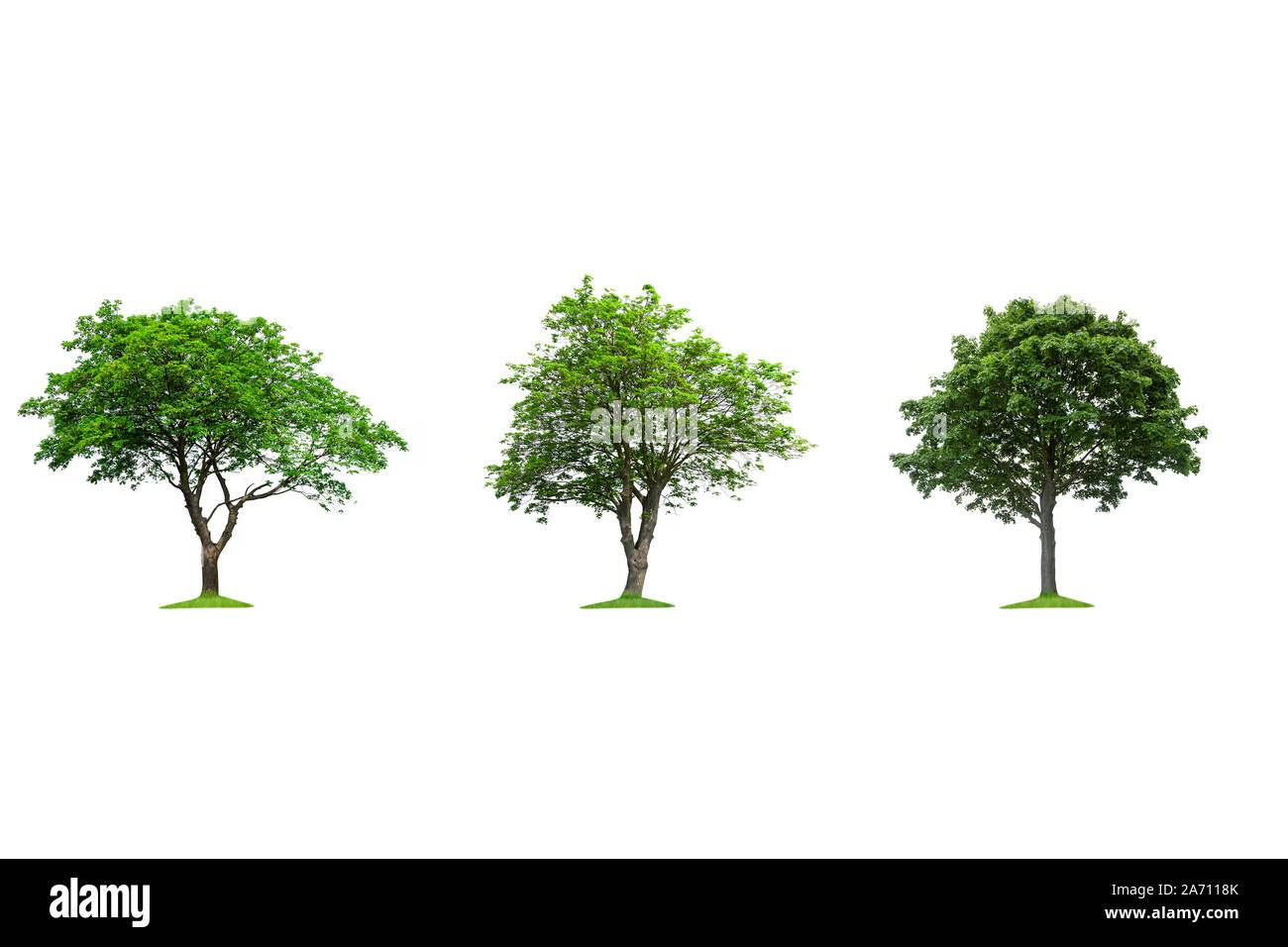 Collection of isolated trees on a white background Stock Photo - Alamy