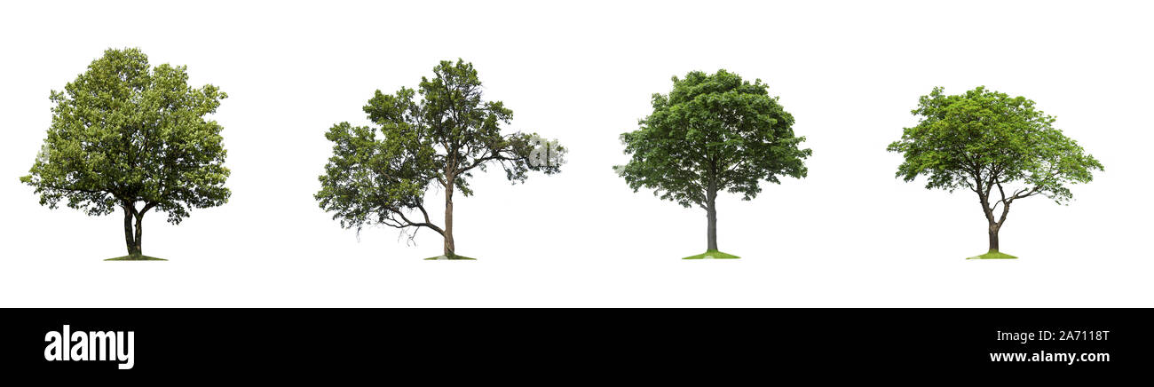 Collection of isolated trees on a white background Stock Photo - Alamy