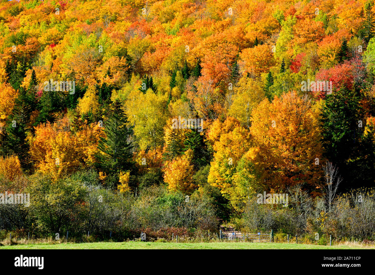 An image of a hardwood ridge with its deciduous forest turning the bright reds and yellow colors of fall in a rural area near Sussex New Brunswick, Ca Stock Photo