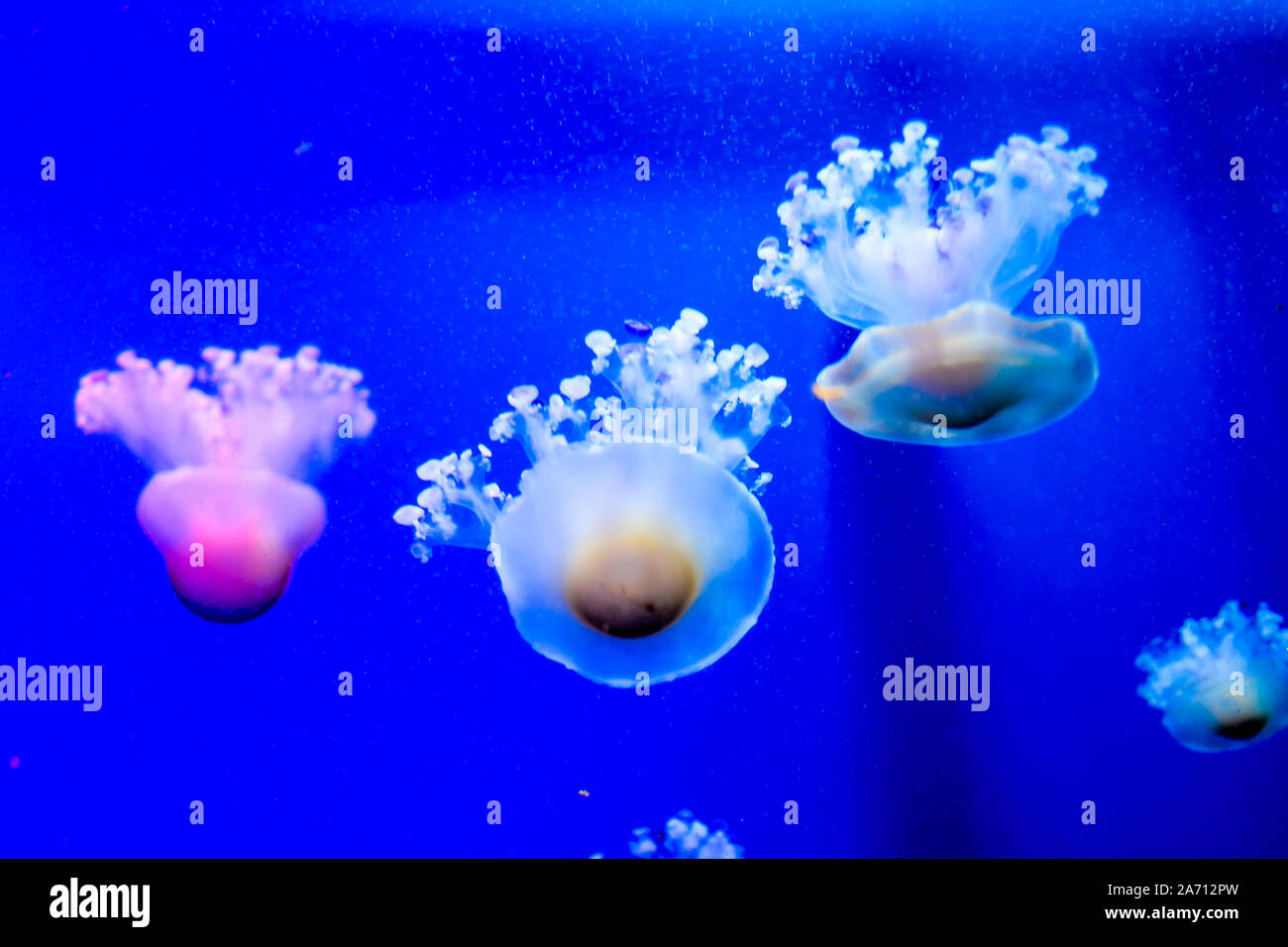 Photo Picture of Some Jellyfish Dangerous Poisonous Medusa Stock Photo
