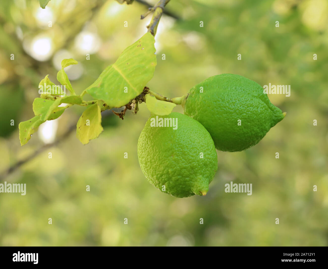 Lime citrus tree garden hires stock photography and images Alamy