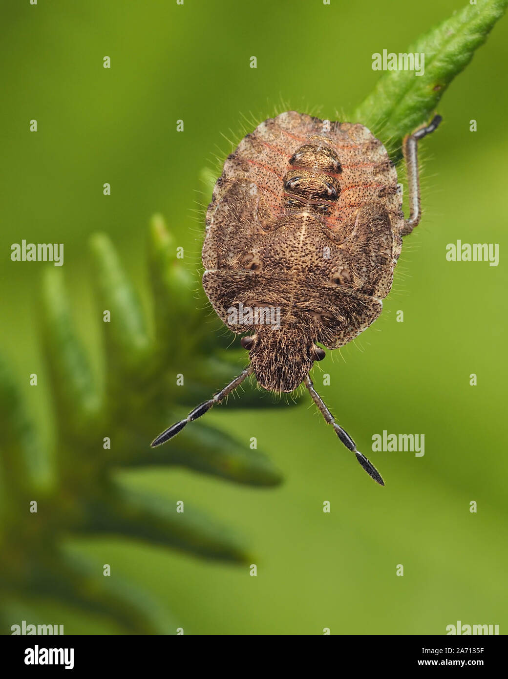 Hairy Shieldbug nymph (Dolycoris baccarum) crawling on fern. Tipperary, Ireland Stock Photo