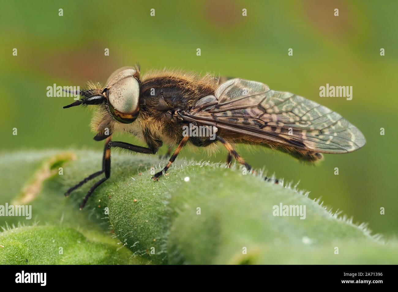 Notch-horned Cleg horsefly male (Haematopota pluvialis) perched on plant. Tipperary, Ireland Stock Photo