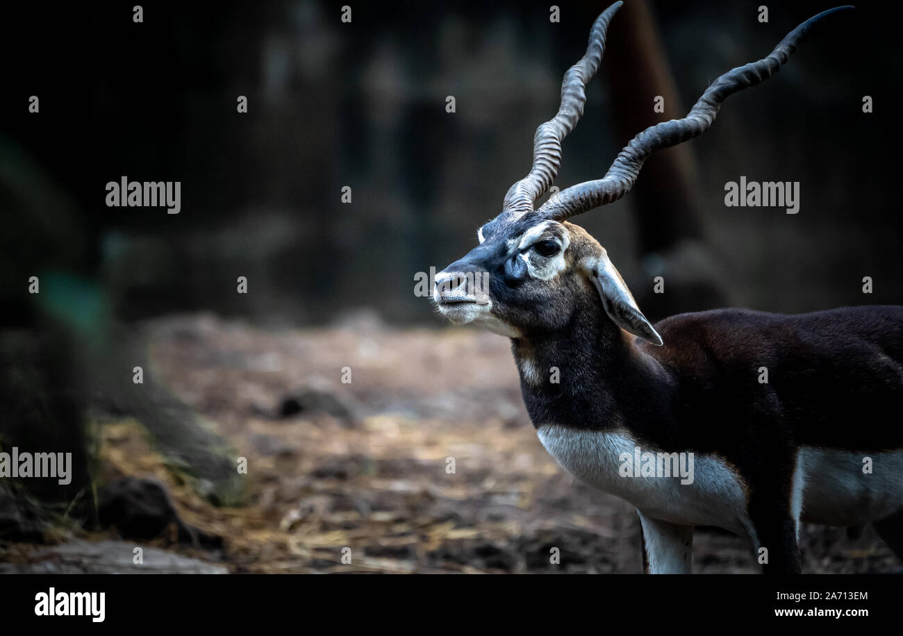 Indian Male Black Buck posing with dark background Stock Photo