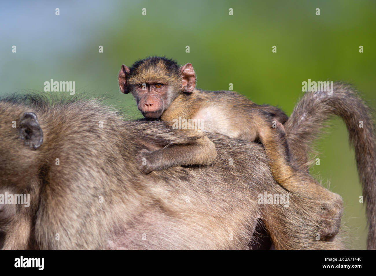 Baby Chacma Baboon (Papio ursinus) riding on Mother's back, Karongwe Game Reserve, Limpopo, South Africa Stock Photo