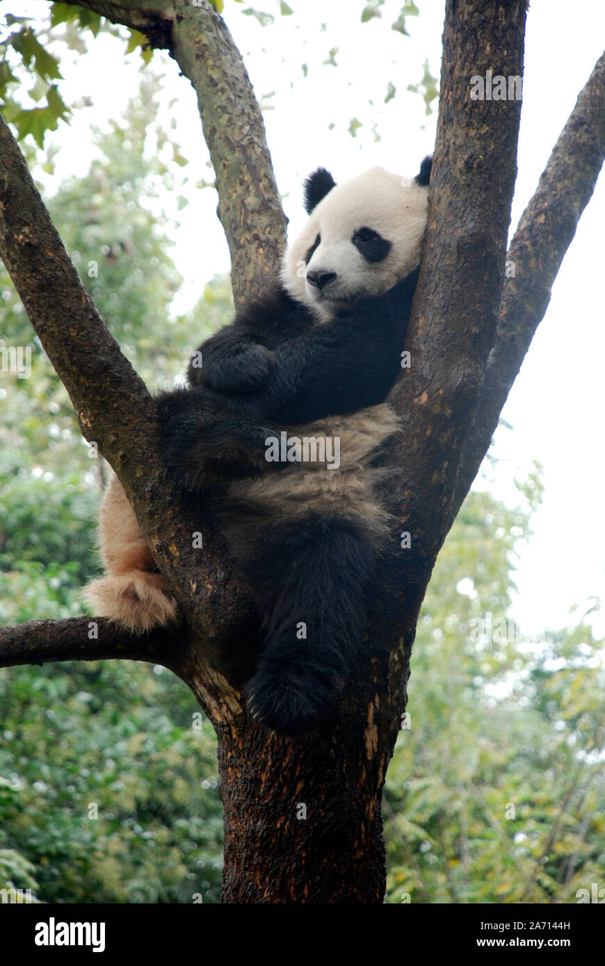A giant panda rests in a tree at the Chengdu Panda breeding centre in Sichuan Stock Photo