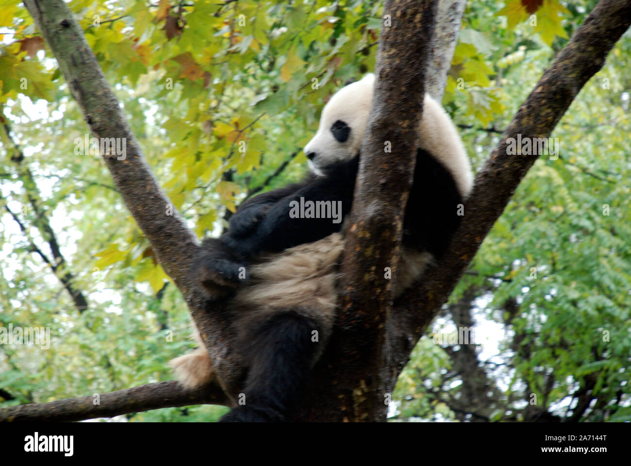 A giant panda rests in a tree at the Chengdu Panda breeding centre in Sichuan Stock Photo