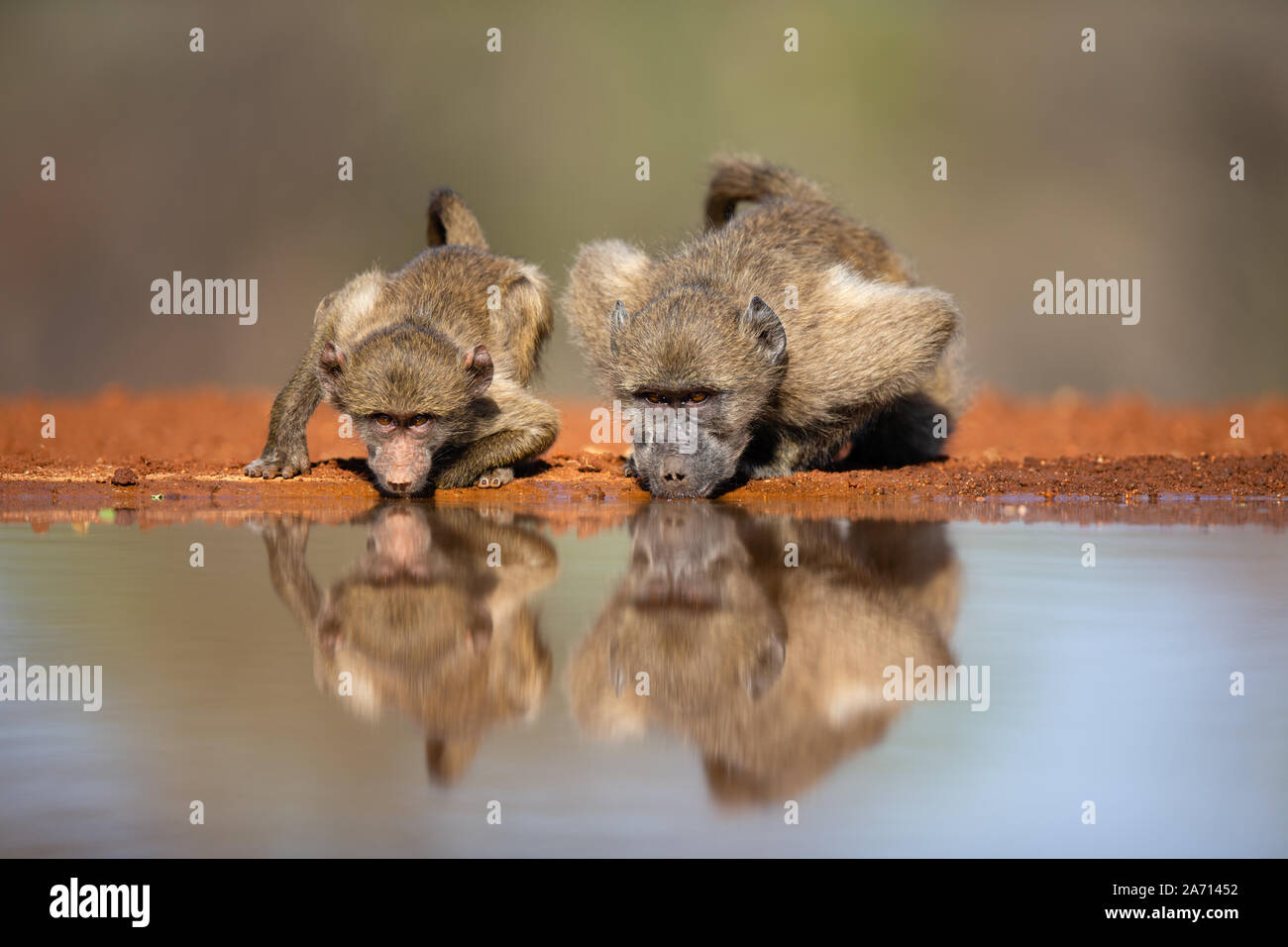 Two Chacma Baboons (Papio ursinus) drinking side by side with reflection, Karongwe Game Reserve, Limpopo, South Africa Stock Photo