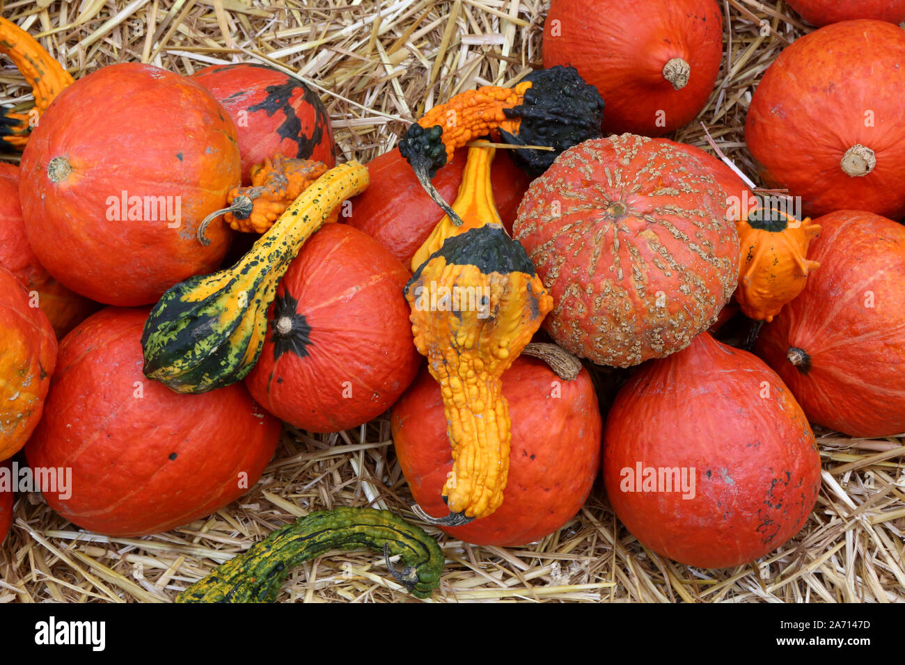 Courge High Resolution Stock Photography And Images Alamy Courge High Resolution Stock Photography And Images Alamy