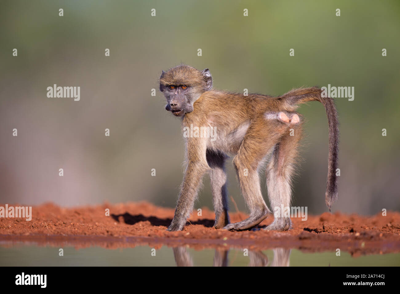 Juvenile Chacma Baboon (Papio ursinus) male standing, Karongwe Game Reserve, Limpopo, South Africa Stock Photo