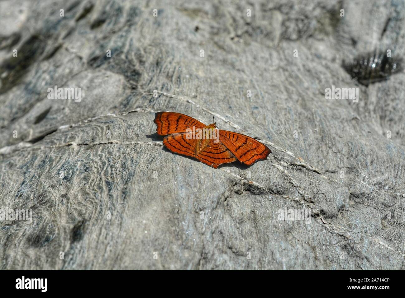 Captured these amazing butterfly pictures during my travel to Himachal Pradesh Stock Photo