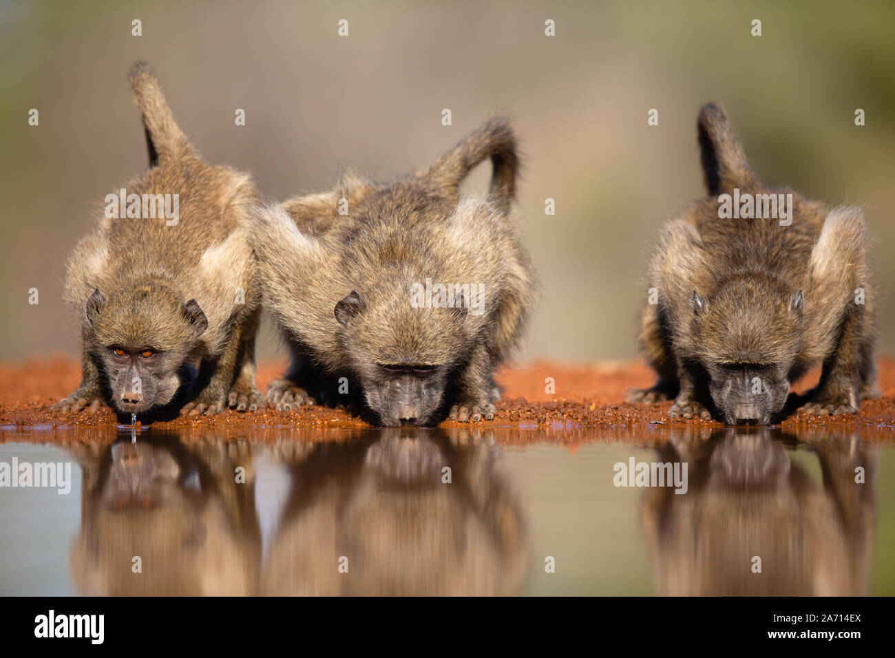 Three Chacma Baboons (Papio ursinus) drinking side by side with reflection, Karongwe Game Reserve, Limpopo, South Africa Stock Photo